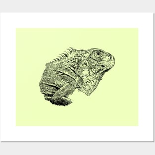 Iguana Posters and Art